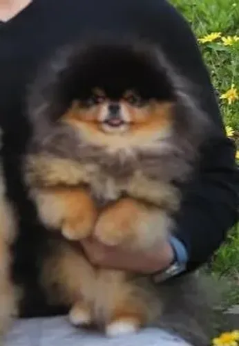 Spitz alemão 