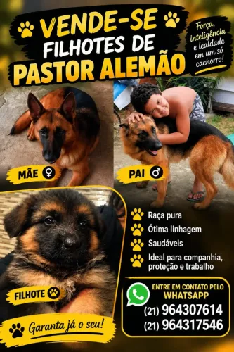 Filhotes Pastor Alemão Capa Preta