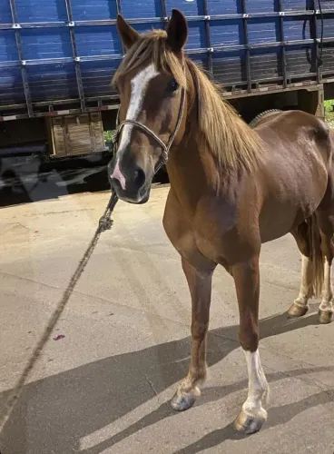 Cavalo marcha picada