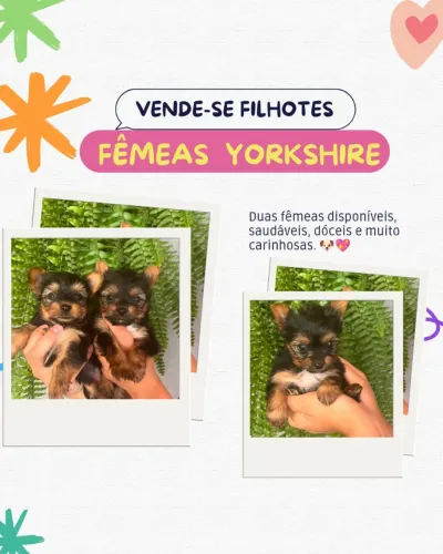 Yorkshire Terrier - Filhotes Disponíveis
