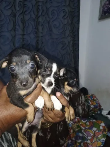 Pinscher n1