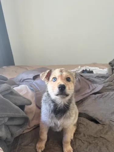 Cachorra husky siberiano