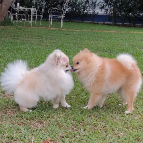 Lulu da Pomerania Doçura que não precisa provar