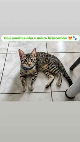 Gato macho , fofinho