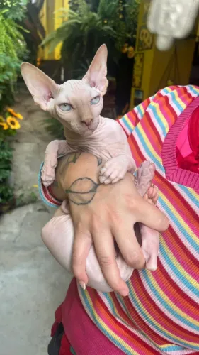 Exótico e elegante Sphynx!