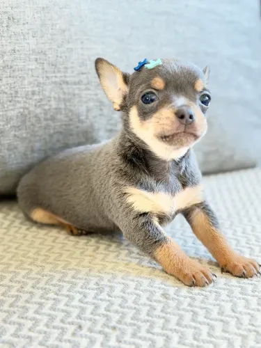 Pinscher zerinho macho
