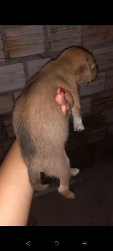 Doação de cachorrinho