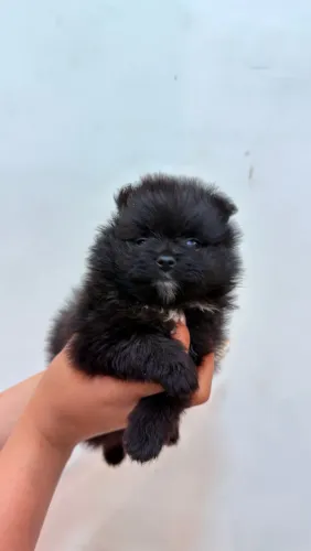 Lulu da Pomerânia Micro Macho
