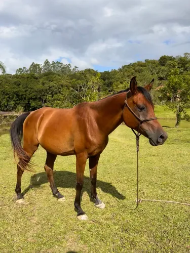 Cavalo Castrado 