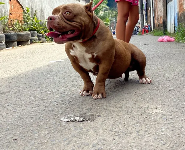 American Bully Fêmea com Pedigree 