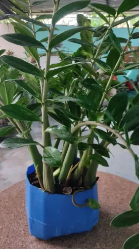 Disque Plantas em Realengo 