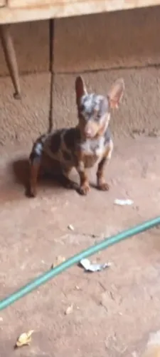 Vendo um pinscher Merlin chocolate macho , número 0 ele é bem minúsculo 