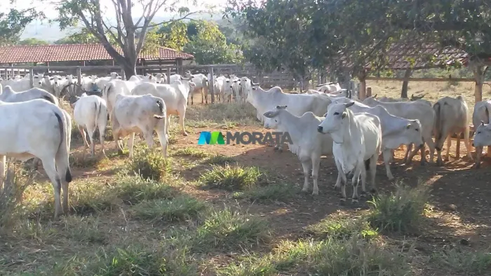 FAZENDA À VENDA - 454 HECTARES - REGIÃO DE BOCAIUVA (MG)