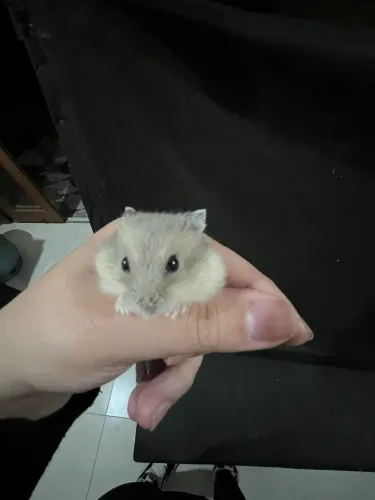 hamsters anãos russos