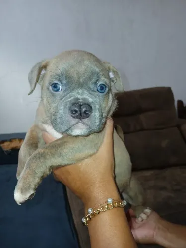 Filhote de American bully 