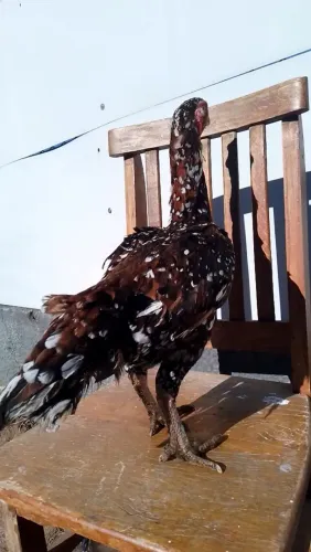 Galinha indio bico curto 