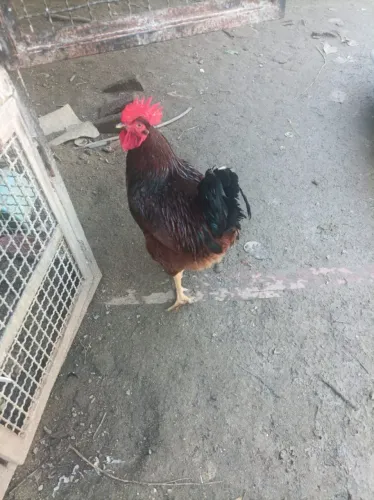 Vendo Galos Rodhea