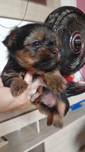 Vendo filhotes de yorkshire 