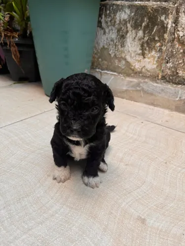 Cachorro podlle 