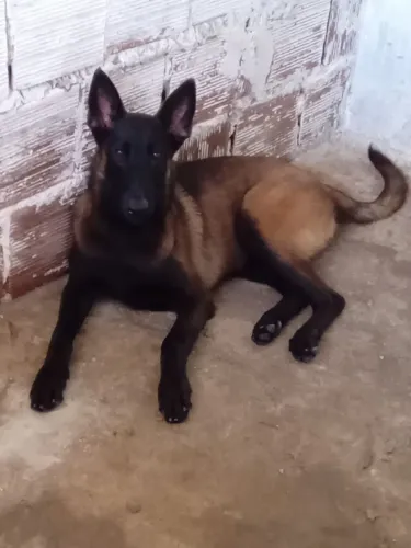 Pastor de Malinois