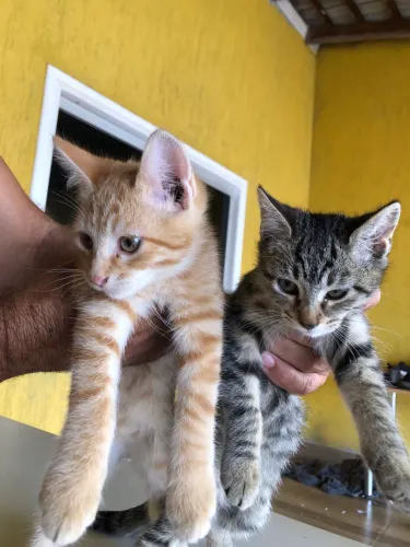 Doa-se lindos gatinhos 