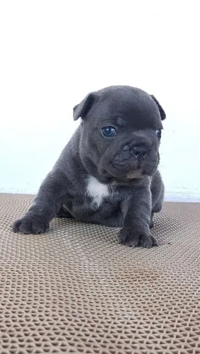Bulldog francês BLUE 