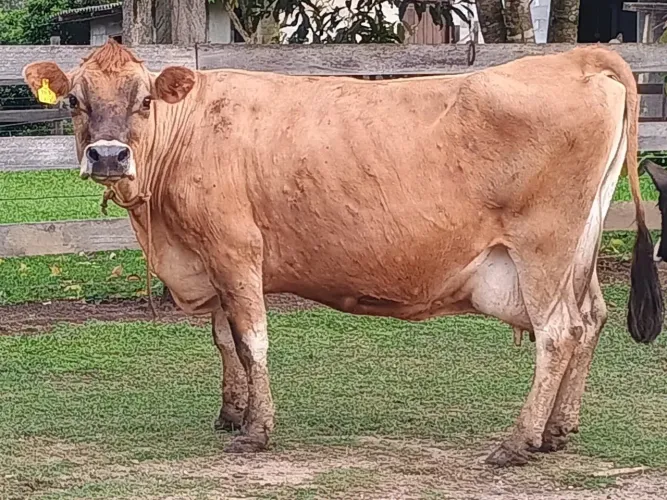 Vaca gersy