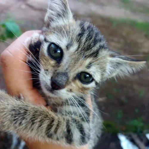 Gato para adoção 