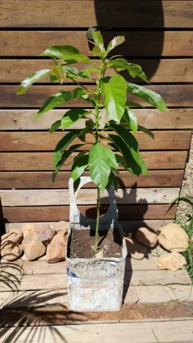 Muda de abacate manteiga