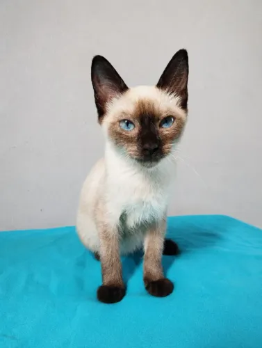 Gato filhote