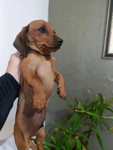 Teckel Basset  macho com 4 meses