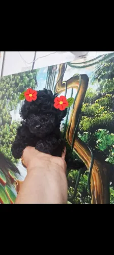 Poodle preta pelo enrolado mini toy