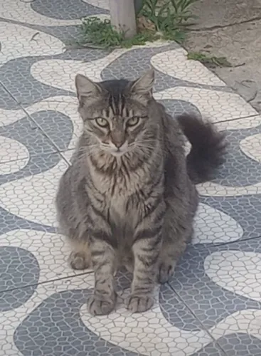 ADOTE lindo gato calda volumoso pelúcia castradinho