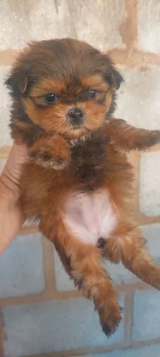 Shihtzus 
