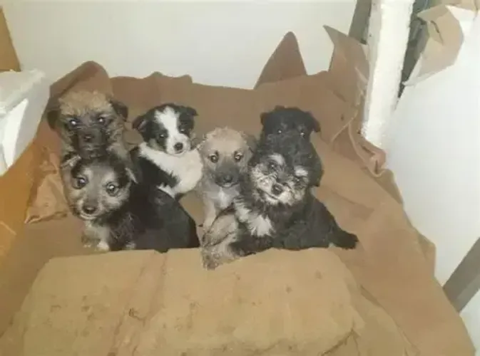 lindos filhotes para toda a familia