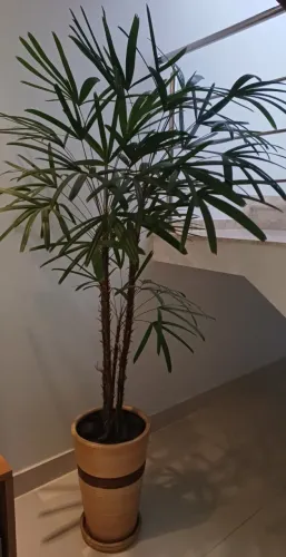 Vaso com planta Ráfia