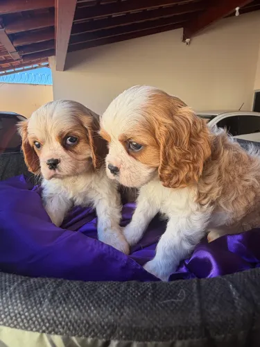Cavalier king