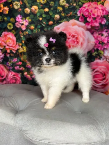 Lulu da Pomerânia