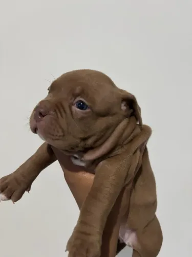 Filhote American Bully 
