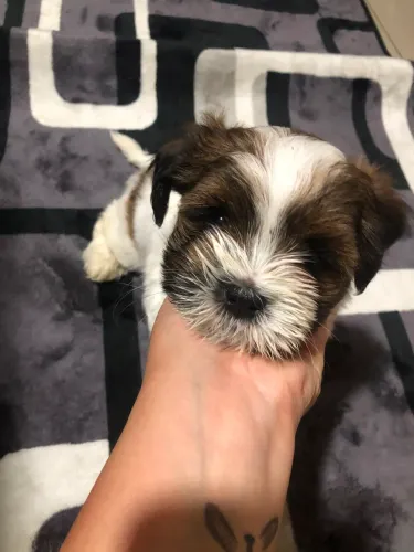 Filhotes de Shih Tzu disponíveis 