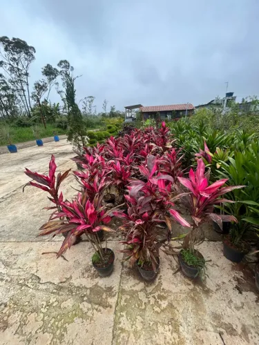 Dracena Cordyline Vermelha
