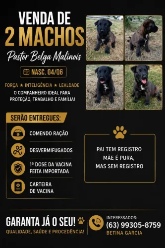 Belga Malinois 