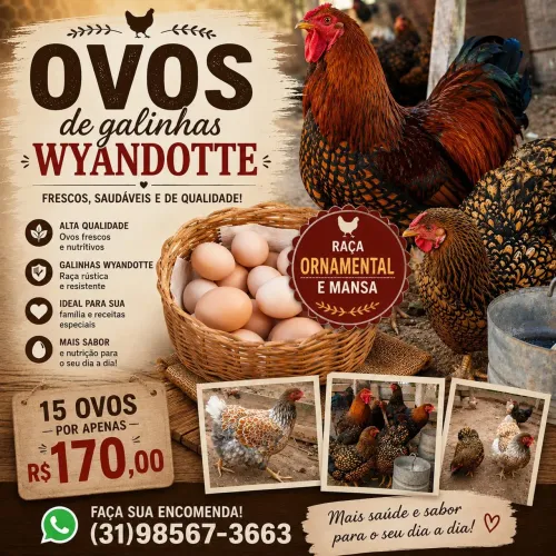 Criatório Ovos de Galinhas Wyandotte, dourada e azul.