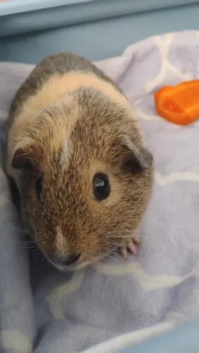 Pet