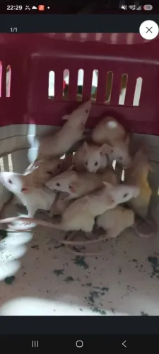 Vendo 5 ratos Twister 3 de 3 meses e 2 de 7 meses
