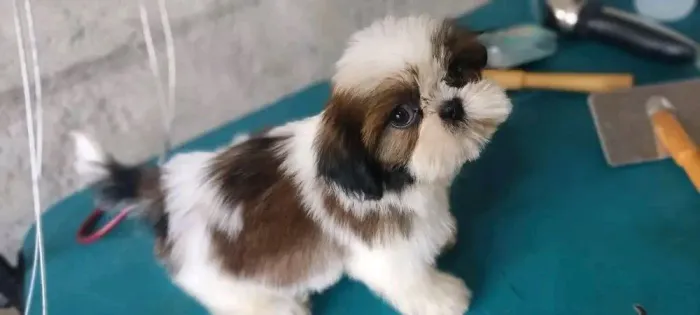 Filhote Shih Tzu