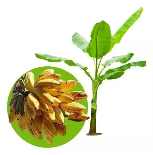 mudas da banana marmelo boa para fritar e doce