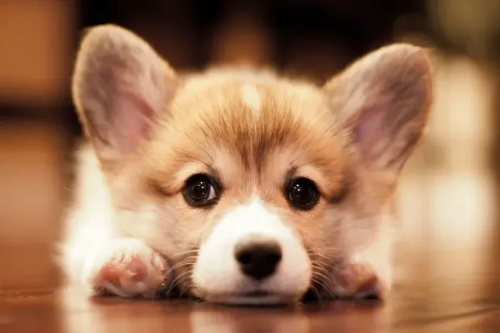 Corgi ?  Pequeno, alegre e cheio de energia! 