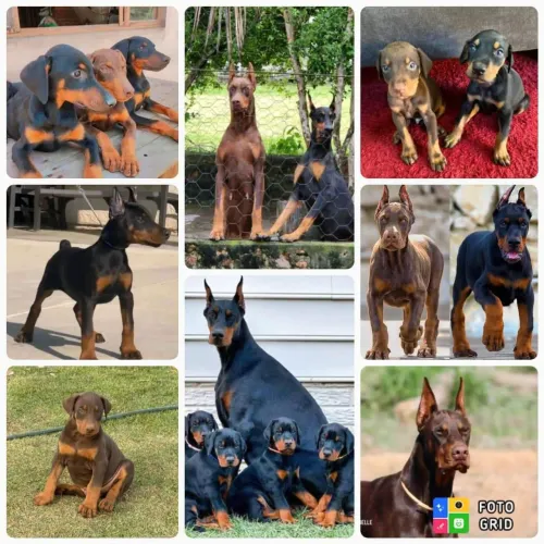 Filhotes de Doberman 