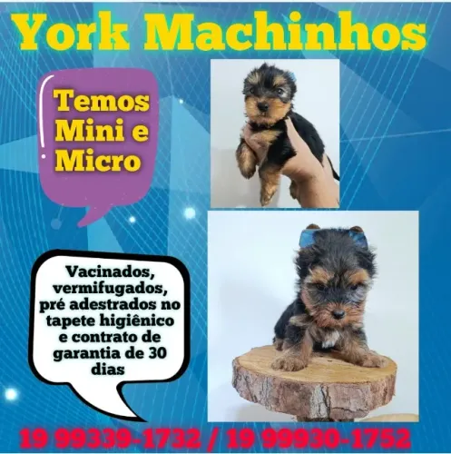 Yorkshire Macho - Fofo, Leal e Muito Amoroso